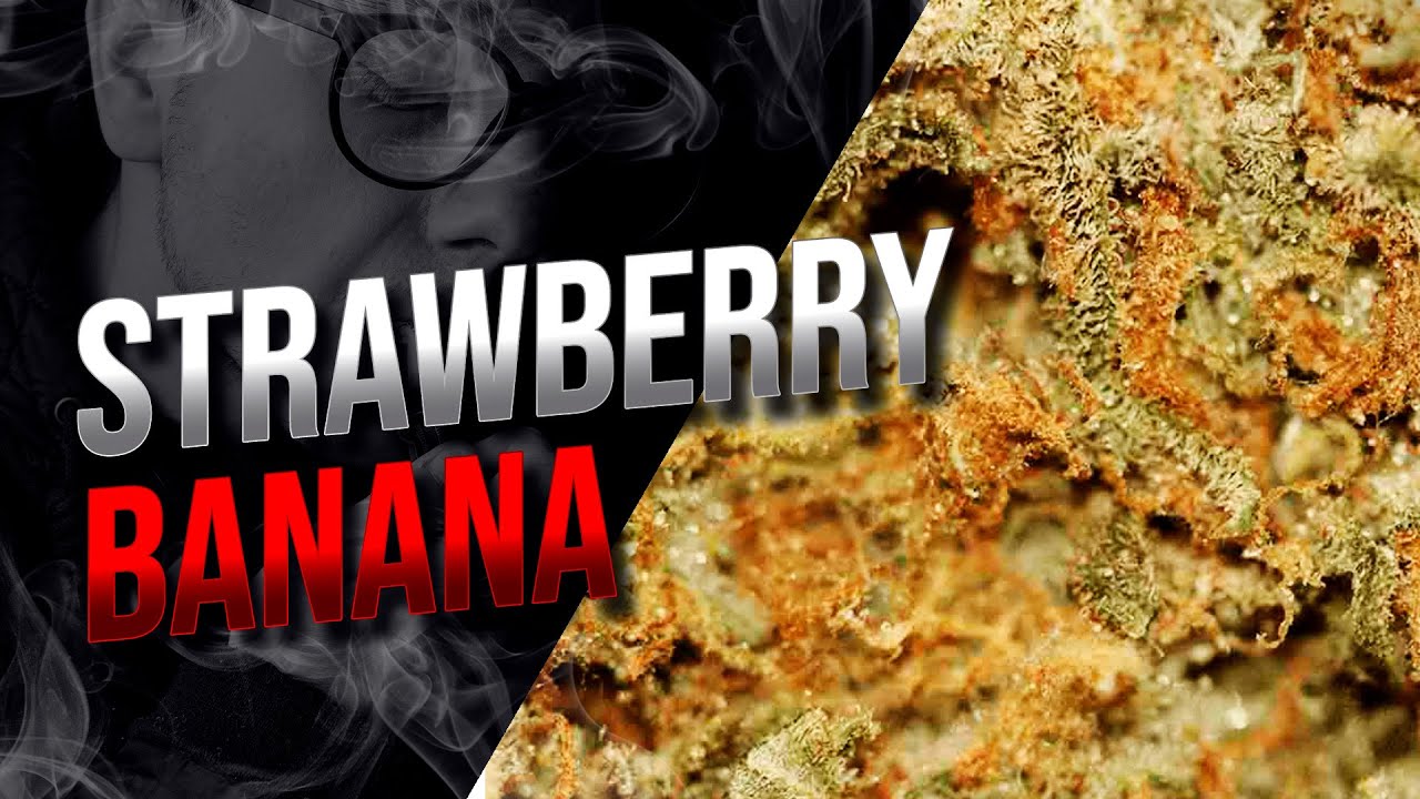 Strawberry Banana: a brisa, o sabor e o cultivo da strain queridinha