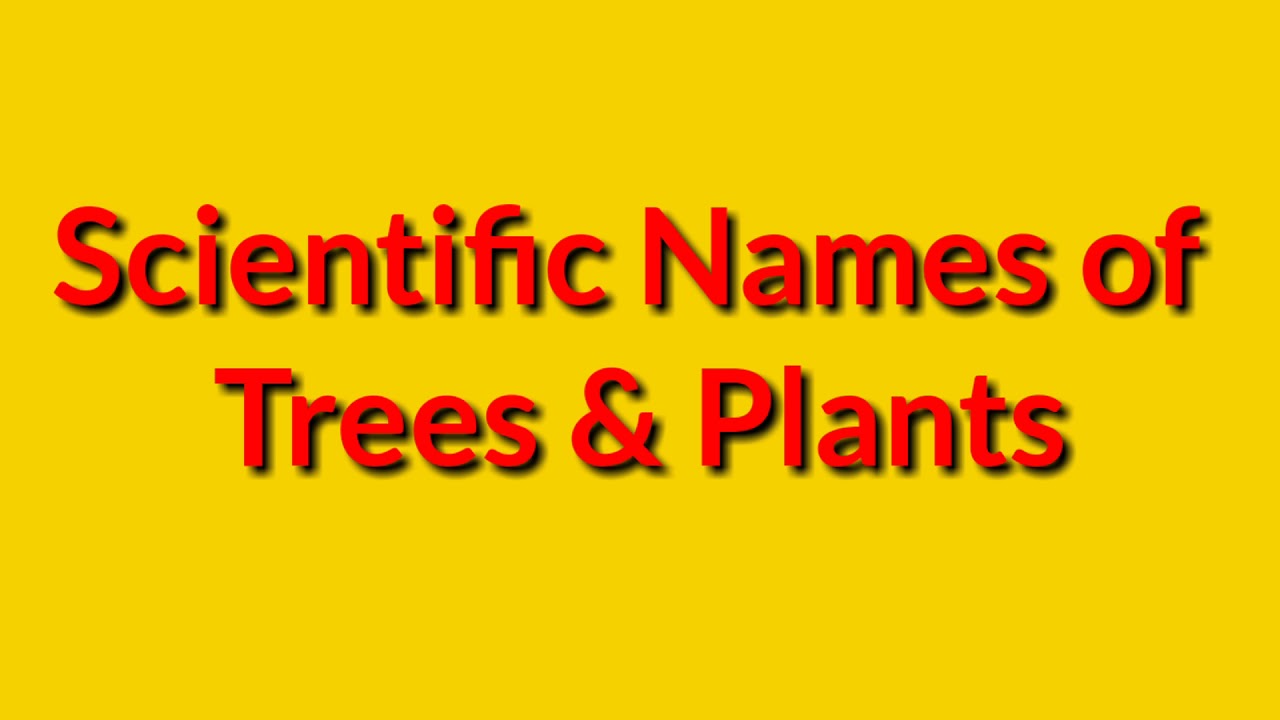 Scientific Names of Trees & Plants Part1 YouTube