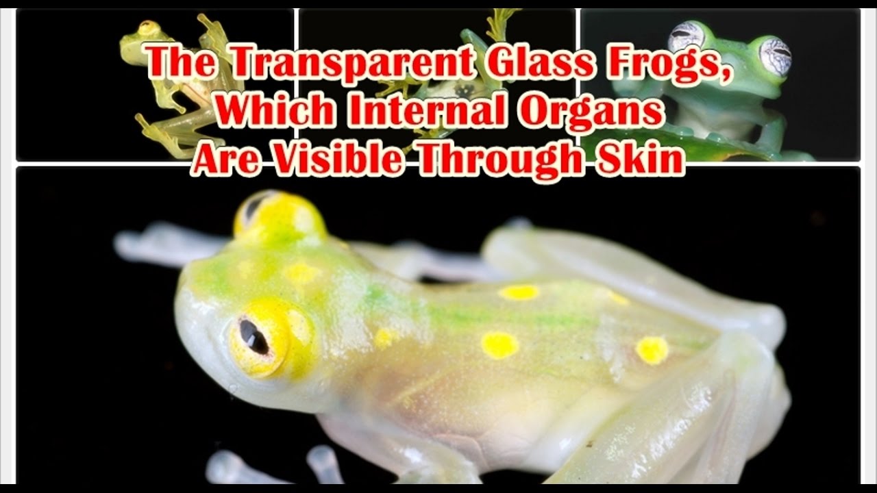 The Transparent Glass Frogs, Which Internal Organs Are Visible Through