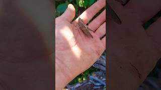 Múltiplos insetos e animais coloridos #insects #shortvideo #animals