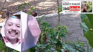 Download Mp3 BONEKA INDIA || ELLYA KADHAM #SmuleCover with GVI Tin L. Vag Gudang lagu Download Mp3 BONEKA INDIA || ELLYA KADHAM #SmuleCover with GVI Tin L. Vag