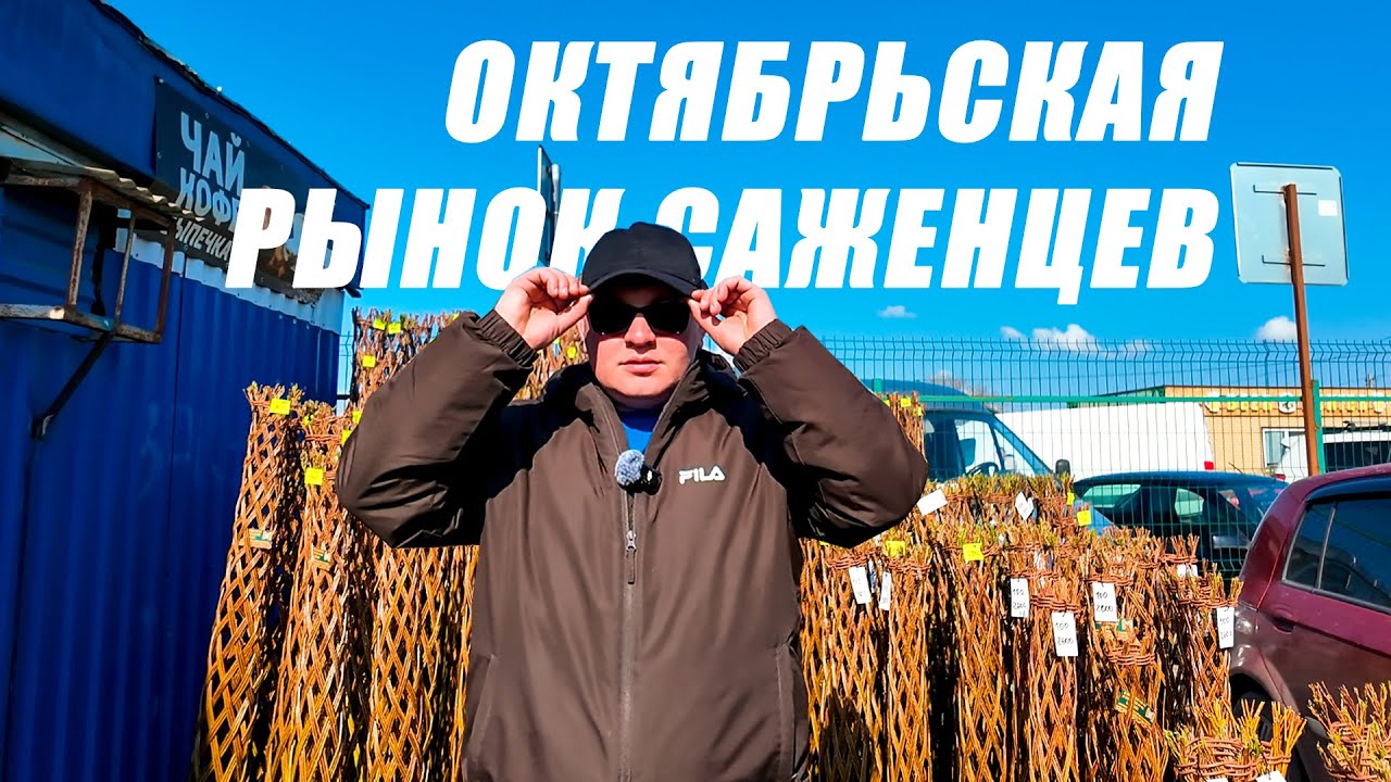 СТАНИЦА ОКТЯБРЬСКАЯ. РЫНОК САЖЕНЦЕВ, ВИДЕО ДЛЯ САДОВОДОВ