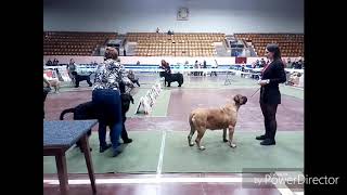 Виставка собак Северодонецьк 2018 Виставка собак Северодонецьк 2018