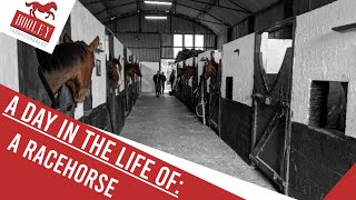 A Day In The Life Of: A Racehorse | 🏇 Dooley Thoroughbreds 🏇