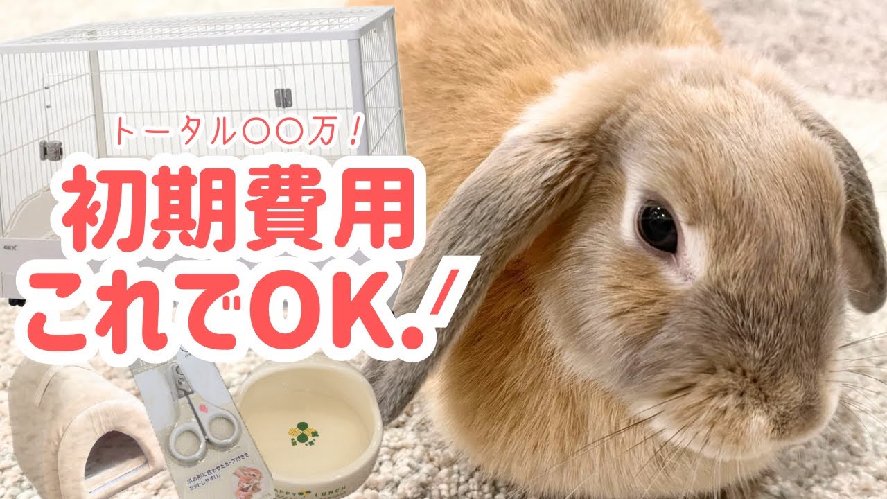 Complete Guide] Preparing for Your New Rabbit | All Essentials