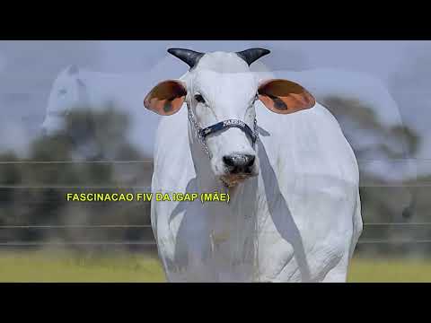 LOTE 13   FASCINACAO DA MUNDIAL   MUN 5199 zap
