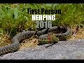 Herping the Adirondack Mountains! Herping the Adirondack Mountains!