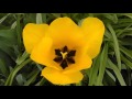 風の川 / 川崎修二 🎵コジロー