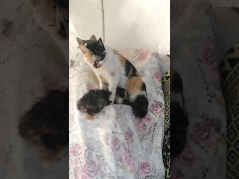 Bebişini emziren anne kedi #yavrukedi #cat #catvideo #catvideos#catlover #annekedi#bebekkedi #katze