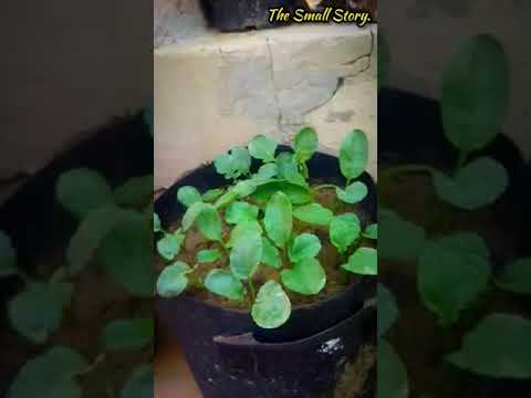 Video: Blueberry Pest Control: Paano Mapupuksa ang Mga Bug sa Blueberry Bushes
