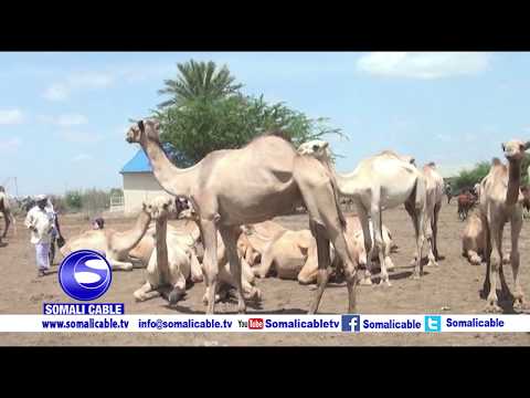 Qanday qilib erkak boshini ayolga tiqib oldi Qoshnimni sikayotganim porno surat