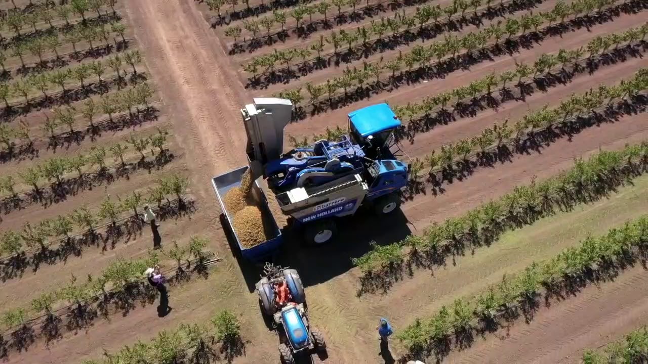 1ª cosecha de almendros en Chile en Sistema SES | Super Eficiente y Sostenible