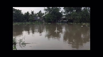 Câu Cá Cầu Võng Hóc Môn