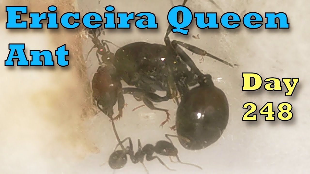 Down to 6 Workers - Where Are The Dead Ones? - Day 0248 - Ericeira Queen Ant - Vlog da Rainha