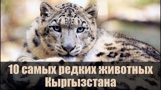 10 самых редких животных Кыргызстана