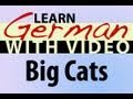 Learn German with Video - Big Cats