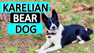 KARELIAN BEAR DOG  Dog Breed 101