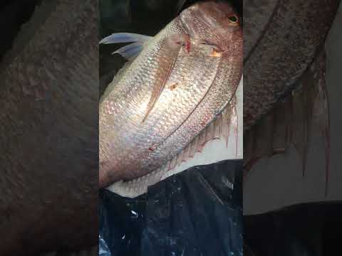 حوده سما شامه 