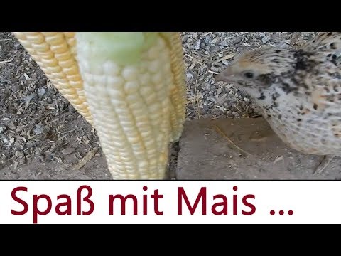 Wachtelfarm #122 - Fressen Wachteln Maiskolben? - YouTube