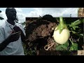 Calculating your Garden Egg profit margin || Growing Garden Egg in Uganda Episode 2 - Part 1
