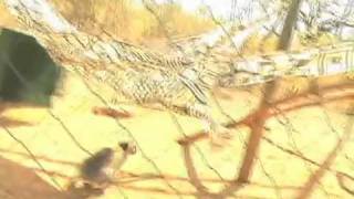 Vervet Monkey Foundation 5 Minute Video