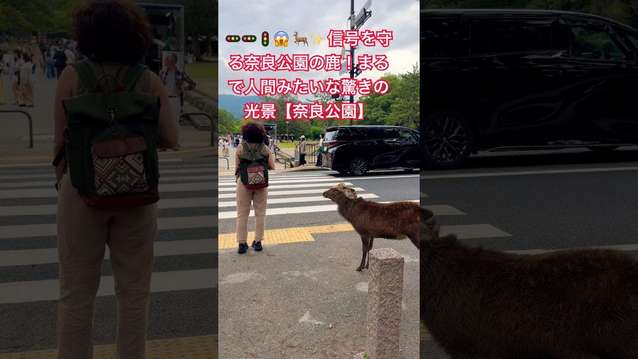 🦌✨ 信号を守る奈良公園の鹿!まるで人間みたいな驚きの光景【奈良公園】 #narapark