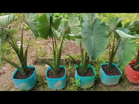 Growing taro from cutting in container / Growing keladi from cutting / Growing kalo