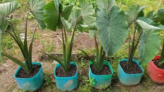 Growing taro from cutting in container / Growing keladi from cutting / Growing kalo