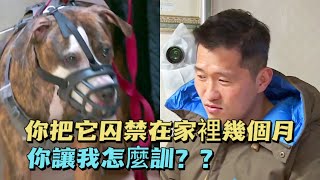 比特犬被囚禁在家裡幾個月活生生被逼成了惡犬訓犬師當場就把主人骂哭了