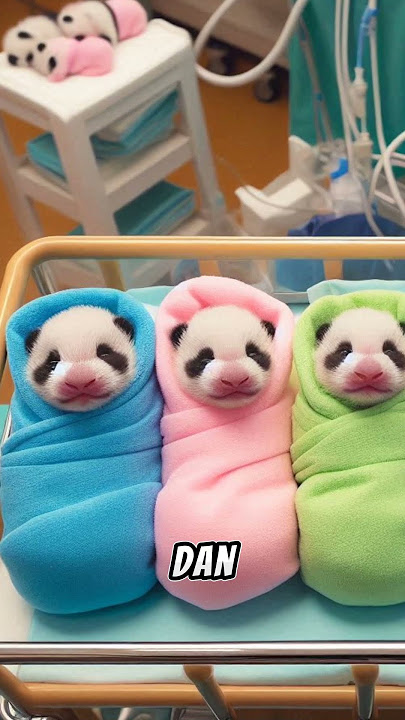 Kok bisaa!!!!  Ibu Panda melahirkan Anak Panda Berwarna warni #pandalucu #panda