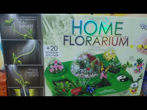 Video: Ekologiškas florariumas: kaip jį sukurti namuose