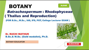 Batrachospermum: Rhodophyceae