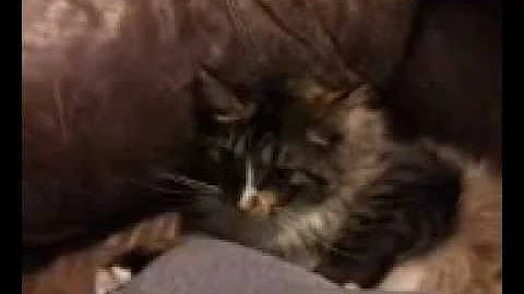 Video 9628431: cat fight maine coon, maine coon cat playing, cute maine coon cat