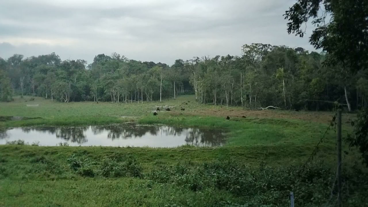 chapramari watch tower