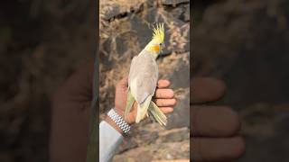 1200-/ only temad cocktail birds 🦢