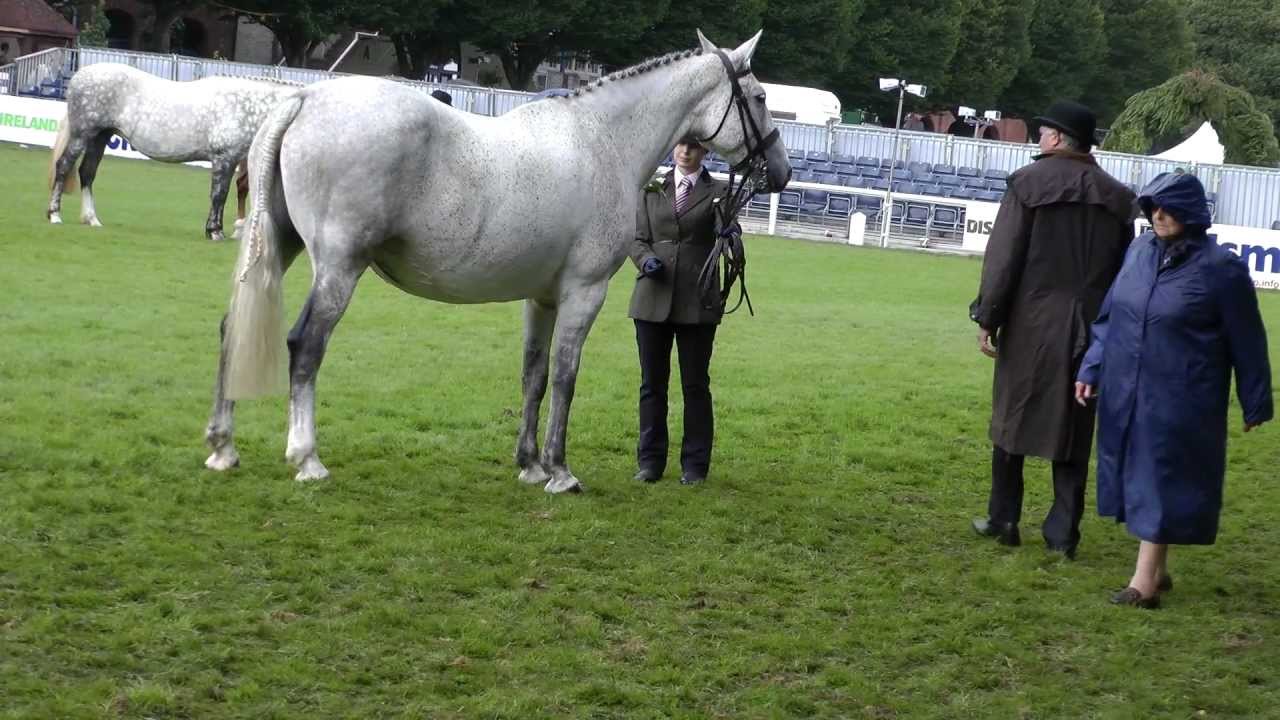Dublin Horse Show RID 5 year and Over Mare Class RDS 2012