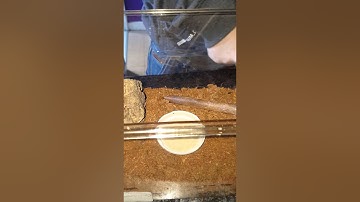 New tarantula homing