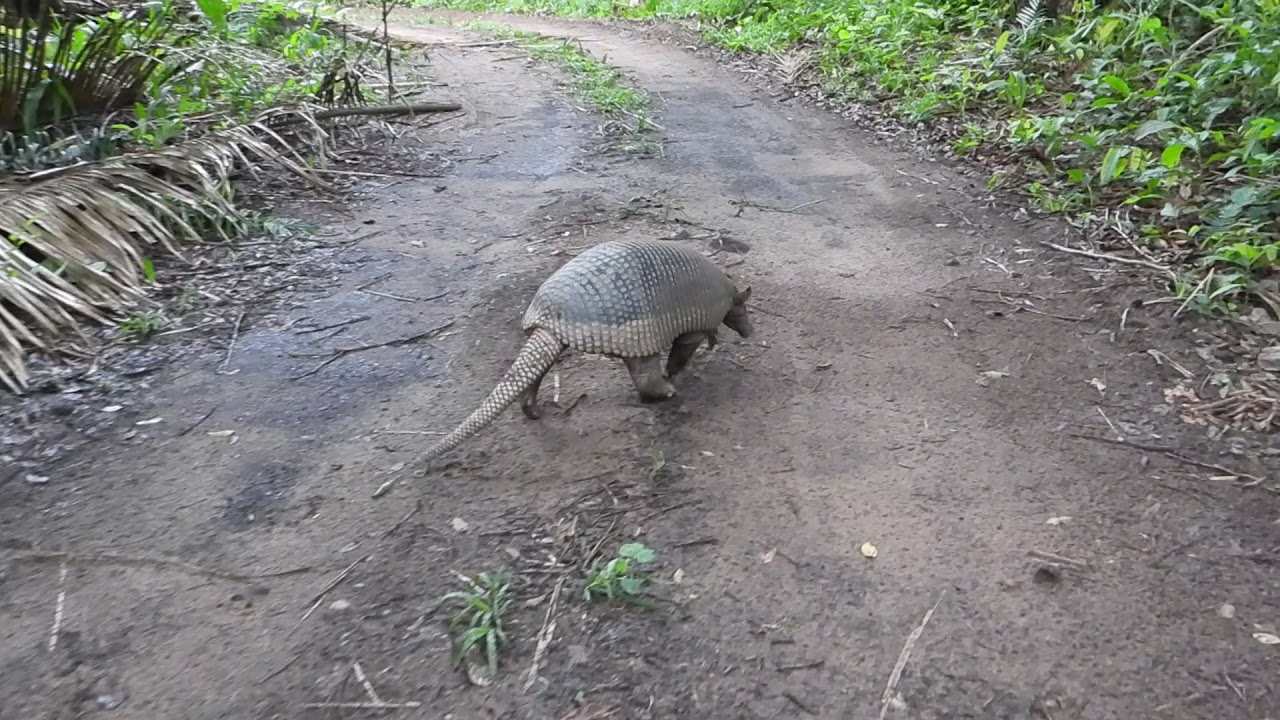 Giant armadillo (Priodontes maximus), Tatu-canastra