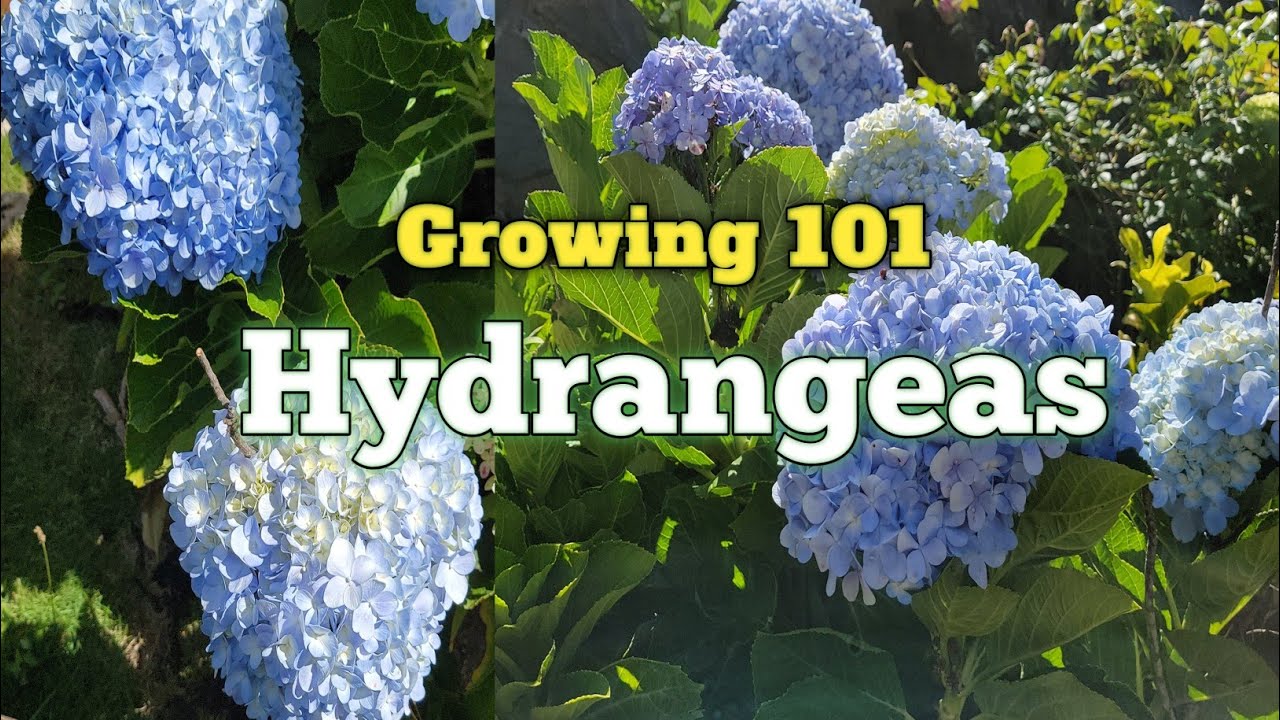 Growing Hydrangeas Garden Tour | How to Grow Hydrangea - YouTube