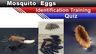 Mosquito eggs eggs Identification Training  Quiz