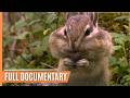 Exciting animal behavior in the most enchanting forests of our planet  full documentary