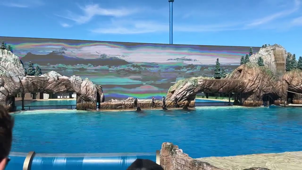 The orca (Orcinus orca), or killer whale at sea world 🇺🇸San