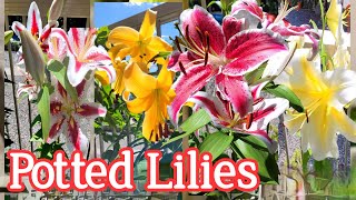 GROWING LILIES IN CONTAINERS