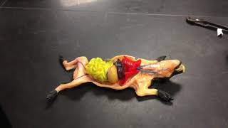 Fetal pig model