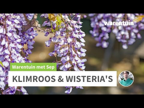 Video: Is alle wisteria-klimmers?