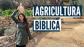 COMO ERA A VIDA NOS TEMPOS DE JESUS? Agricultura bíblica screenshot 5