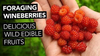 Foraging Wineberries — Delicious Wild Edible Fruits
