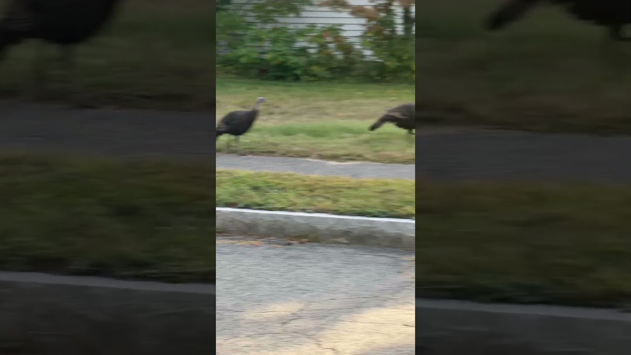 Flock of backyard wild turkey birds West Natick Massachusetts 9-28-2024