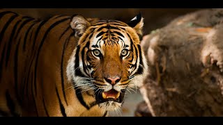 royal bengal tiger wallpaper screenshot 5