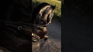 46 horse power ❤️ #duke390 #rider #bikerlife #biker #duke #motovolgger #vlog